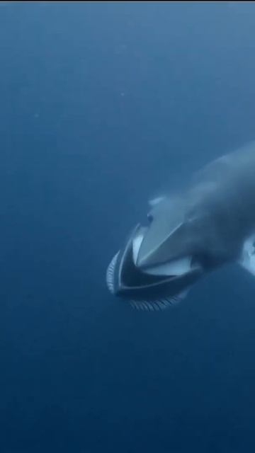 Dwarf Minke Whale 🐋 opens its mouth widely || #dwarfwhale #minkewhale #shorts смотреть онлайн