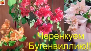 Черенкуем Бугенвиллию Обильно цветущий комнатный цветок!