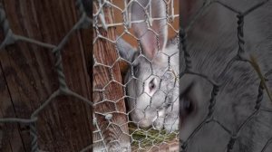 Чем закончились окролы. Давно такого не было.