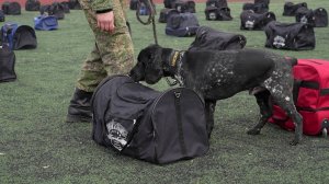 Чемпионат кинологов со служебными собаками прошел в Новосибирске