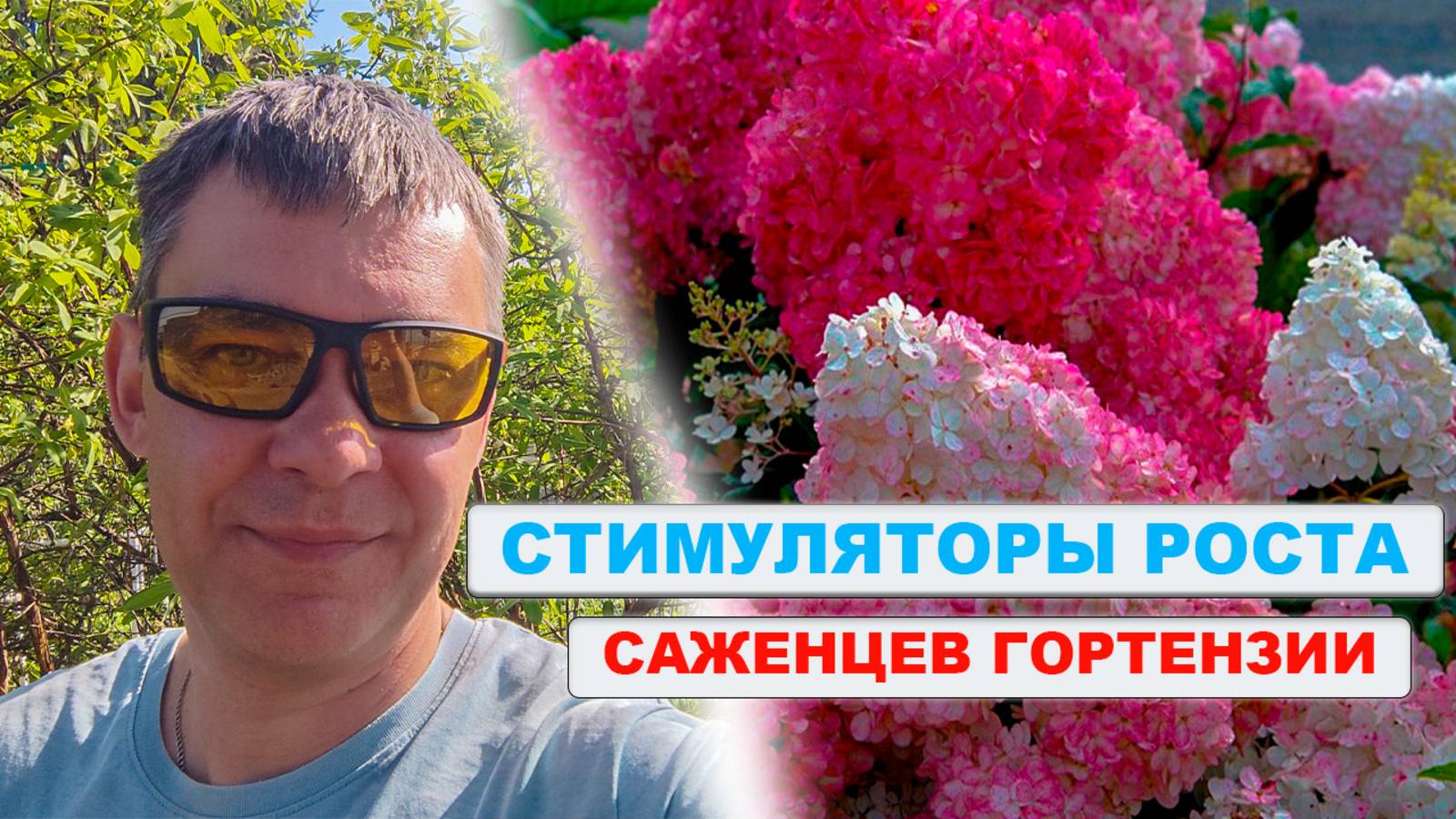 Саженцы ГОРТЕНЗИИ слишком хорошие 🌸 сильные вырастают на этих стимуляторах роста 🌱