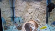 my aquarium relax