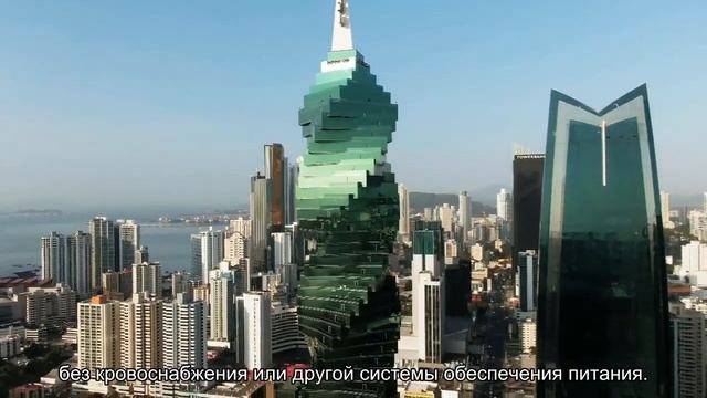 Ученые вырастили человеческий мозг в пробирке смотреть онлайн