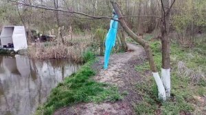 Пруд, ставок для разведения карпа и карася. Кормление рыбы. Fish farming. #разведение #карп #рыбалк