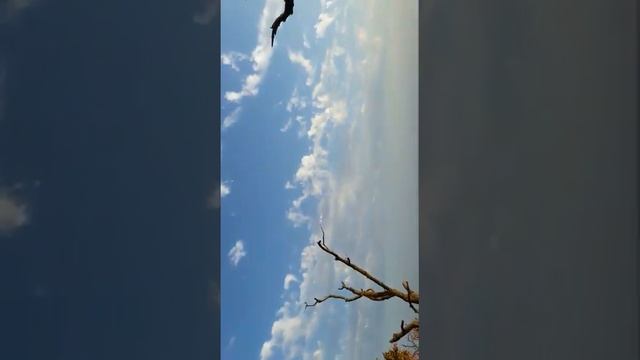 20 августа 2017 г. смотреть онлайн