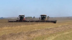 Косовица яровой пшеницы. Бочкари-Агро.