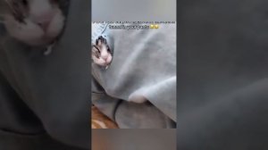 подборка котиков