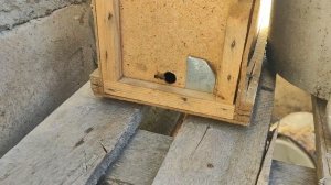 Лучшая ловушка для пчёл. Делаем ловушки для пчёл сами, легко и просто.