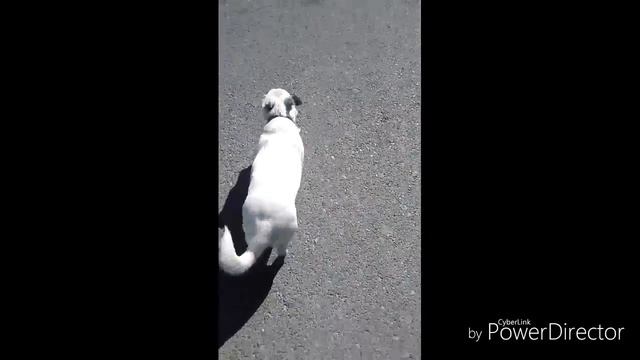 Bolt)) отдых,лето !!Радость!! смотреть онлайн