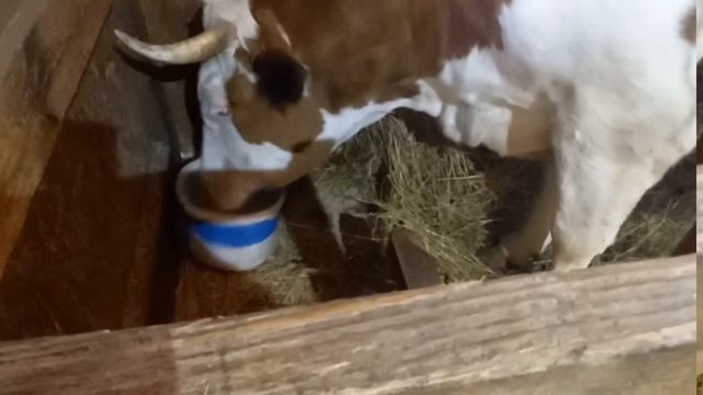 ТЕЛЁНОК МЕНЯ ТОЛКАЕТ В ПЛЕЧО / ОДИН ДЕНЬ ДО ОТЕЛА КОРОВЫ / АППЕТИТ ПРОПАЛ смотреть онлайн