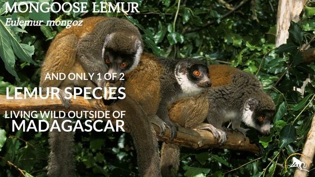 Mongoose Lemur смотреть онлайн