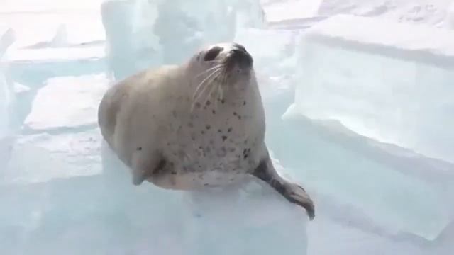 тюлень хлопает себя по животу смотреть онлайн