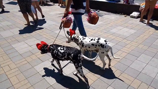 Сочи Набережная Забавные собачки смотреть онлайн