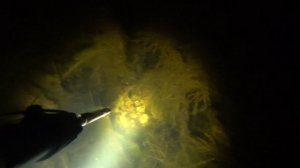 подводная охота. много хорошей щуки. маныч. охота с пеленгас варвар 70