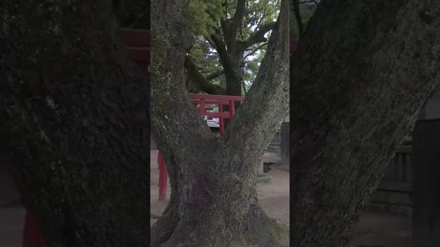 Утренняя прогулка по городку Клифсайд Харбор перед поездкой на пароме. Шодошима, Япония. 4К