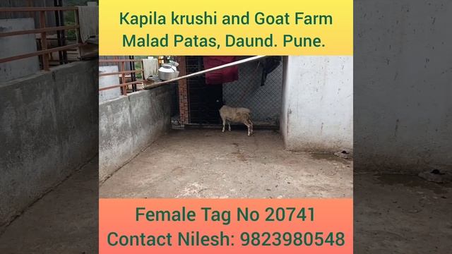 Dorper Tag No 20741 (Female): Kapila Krushi And Goat Farm смотреть онлайн