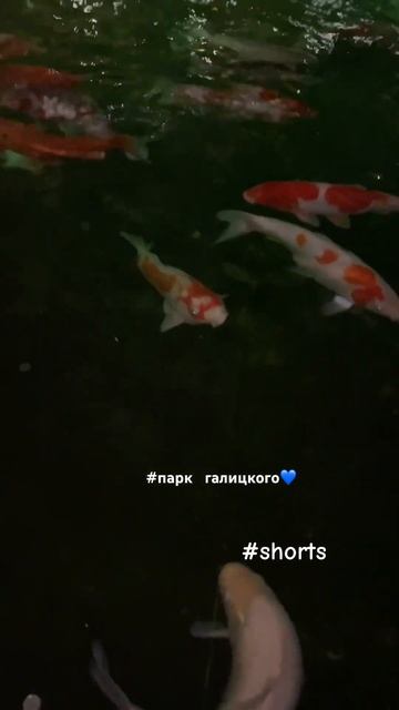 Парк галицкого краснодарский край💙ночной вид #отдых #краснодар #рыбы смотреть онлайн