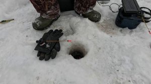 Первые зимнии ельцы 2025