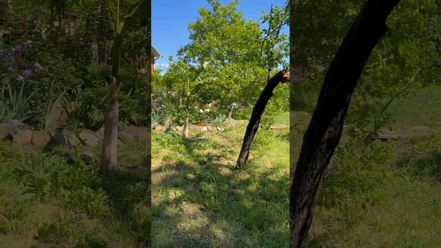 Краснодарский край, Туапсинский район, село Тенгинка, Дачный переулок, 7 смотреть онлайн