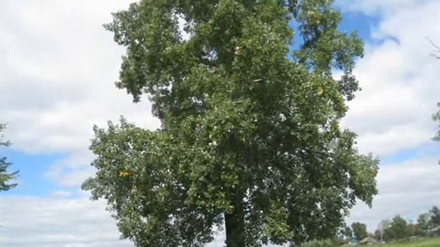 родные просторы смотреть онлайн