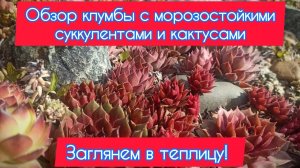 Обзор клумбы с зимостойкими суккулентами и кактусами. Заглянем в теплицу. 10 мая 2024 г.