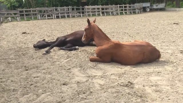 Жеребята на отдыхе смотреть онлайн