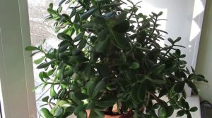 Какие ошибки можно совершить в уходе за толстянкой денежным деревом  #комнатныерастения