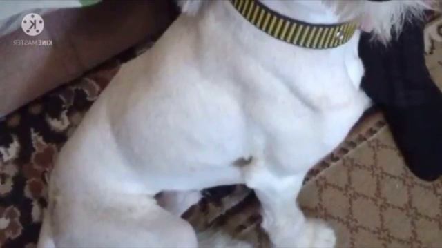 Щенок не хотел отходить от люка. Узнав причину хозяин ОПЕШИЛ и понял что нужно действовать смотреть онлайн