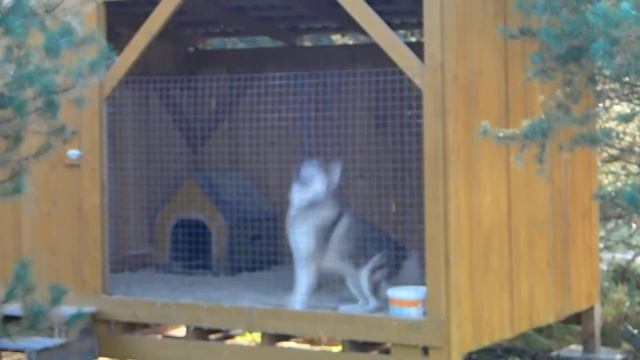 А Вы так сможете Чемпион по прыжкам Хаски центр Умка смотреть онлайн