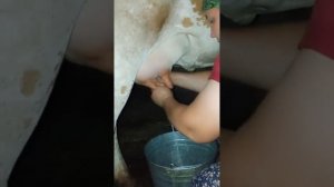 Дойка коровы#домашниеживотные #коровы @ЛарисаиКарина