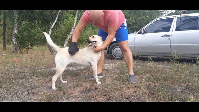 Получаем кайф от расчески (Кайфушница) смотреть онлайн