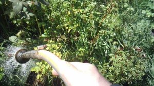 Полив растений ЗКС