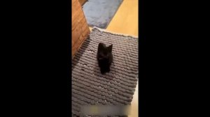 Приколы с котами! - С ОЗВУЧКОЙ! Смешные коты!! Смешные видео про животных!