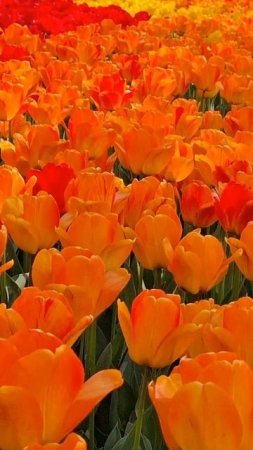🌷🌷🌷 ТЮЛЬПАНЫ НА  БУЛЬВАРЕ СЕВАСТОПОЛЯ.  #севастополь #тюльпаны