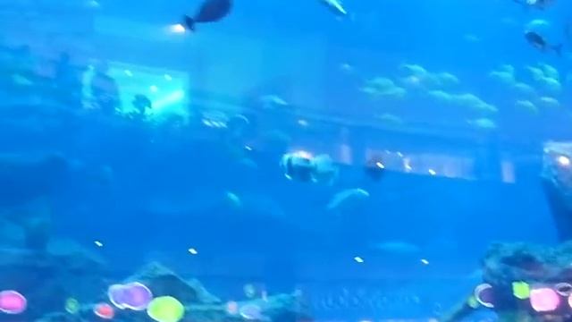 Аквариум в Дубаи Молл смотреть онлайн