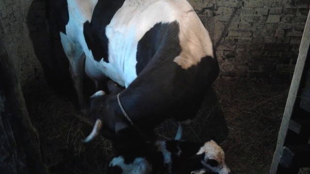 Отёл раньше на неделю срока. смотреть онлайн