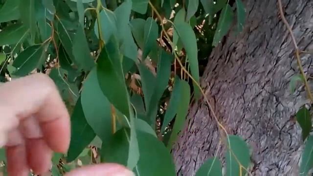 ИНТЕРЕСНЫЕ ФАКТЫ ОБ ЭВКАЛИПТЕ !!! смотреть онлайн