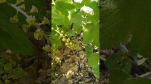 Смородина ровада(красная) как пережила заморозки. Апрель25г.