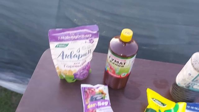 Подкормка гортензии в августе. Процветут Все !
