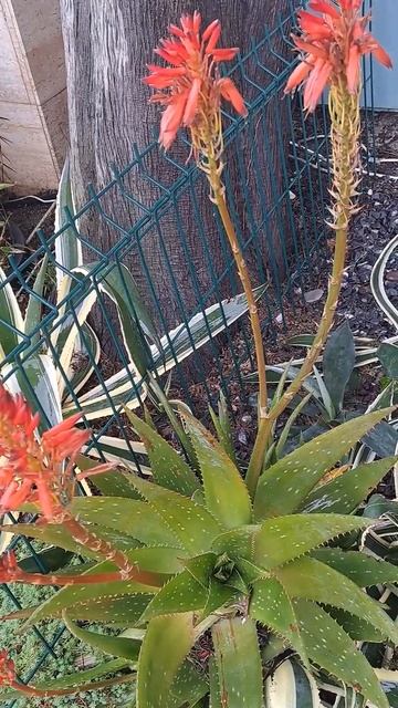 Погода в Адлере 20 февраля. Набережная .. смотреть онлайн