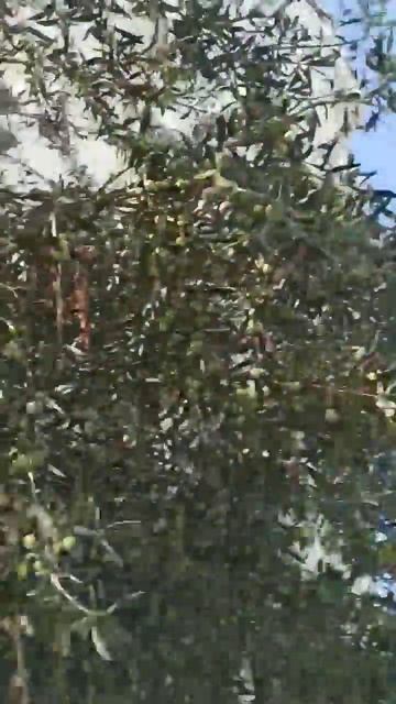 Отель для взрослых в Алании. Sette Serenity! Очень рекомендую. Свежий, аккуратный, стильный! смотреть онлайн