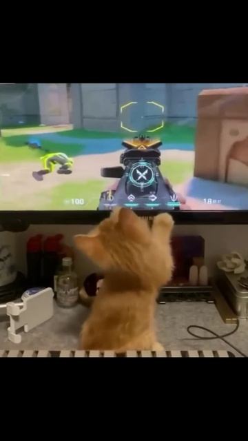 Котики (19) смотреть онлайн