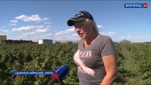 В Волгоградской области апробируют промышленное выращивание малины