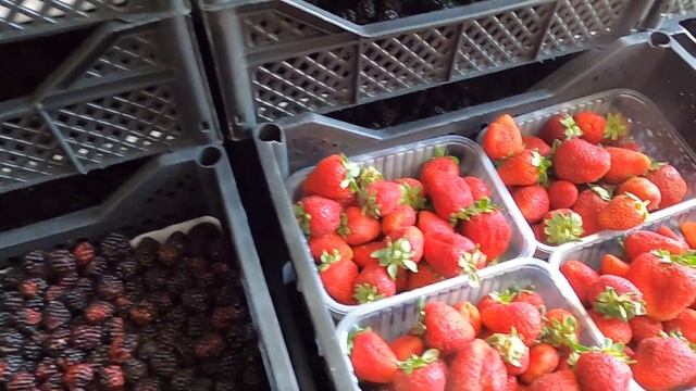 НОВОСИБИРСК / САМЫЙ ВКУСНЫЙ ВЫПУСК смотреть онлайн