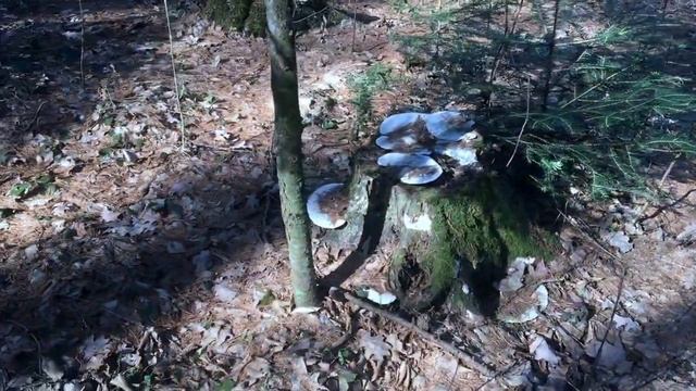 Поездка в Трускавец смотреть онлайн