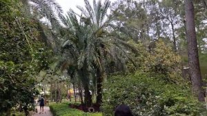 PALOMA FORESTA 5*  Кемер, Турция - красивата и зелена територия с много сянка (Инфотур TEZ TOUR)