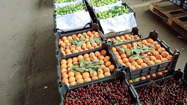 Пятигорск/Парк Водник на берегу реки Подкумок🌅Наши покупки🍓🍓🍓 смотреть онлайн