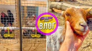 Курятник готов на 99.9%! Скоро заселим все семьи! Теплые весенние дни! Всё цветет!