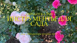 Розы. Как сохранились  штамбовые розы после зимовки? Мои покупки для сада. Ответы на Ваши вопросы.🌹