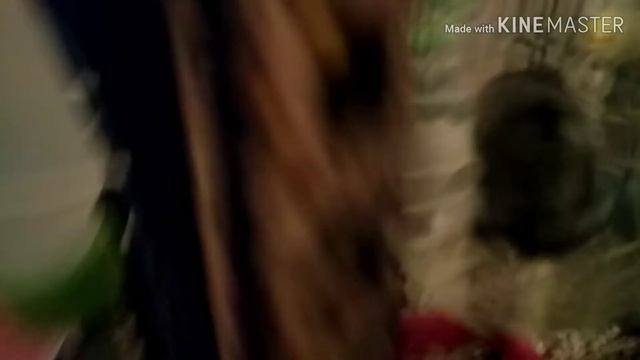 РУМ ТУР ПО КЛЕТКЕ/Хомячок Бусинка смотреть онлайн